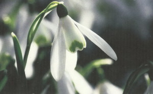 Подснежник.